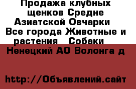 Продажа клубных щенков Средне Азиатской Овчарки - Все города Животные и растения » Собаки   . Ненецкий АО,Волонга д.